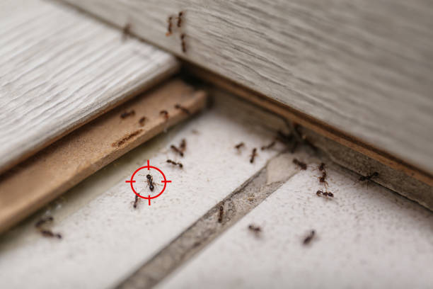 Best Termite Control Services  in Woodbine, GA